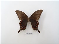 藏品(翠鳳蝶)的圖片